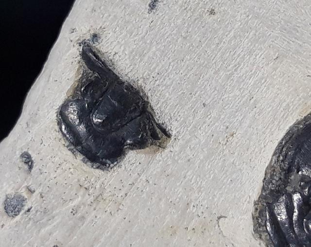 Elrathia kingii (MEEK 1870)  - Bild &copy; FossNet FossilienStore